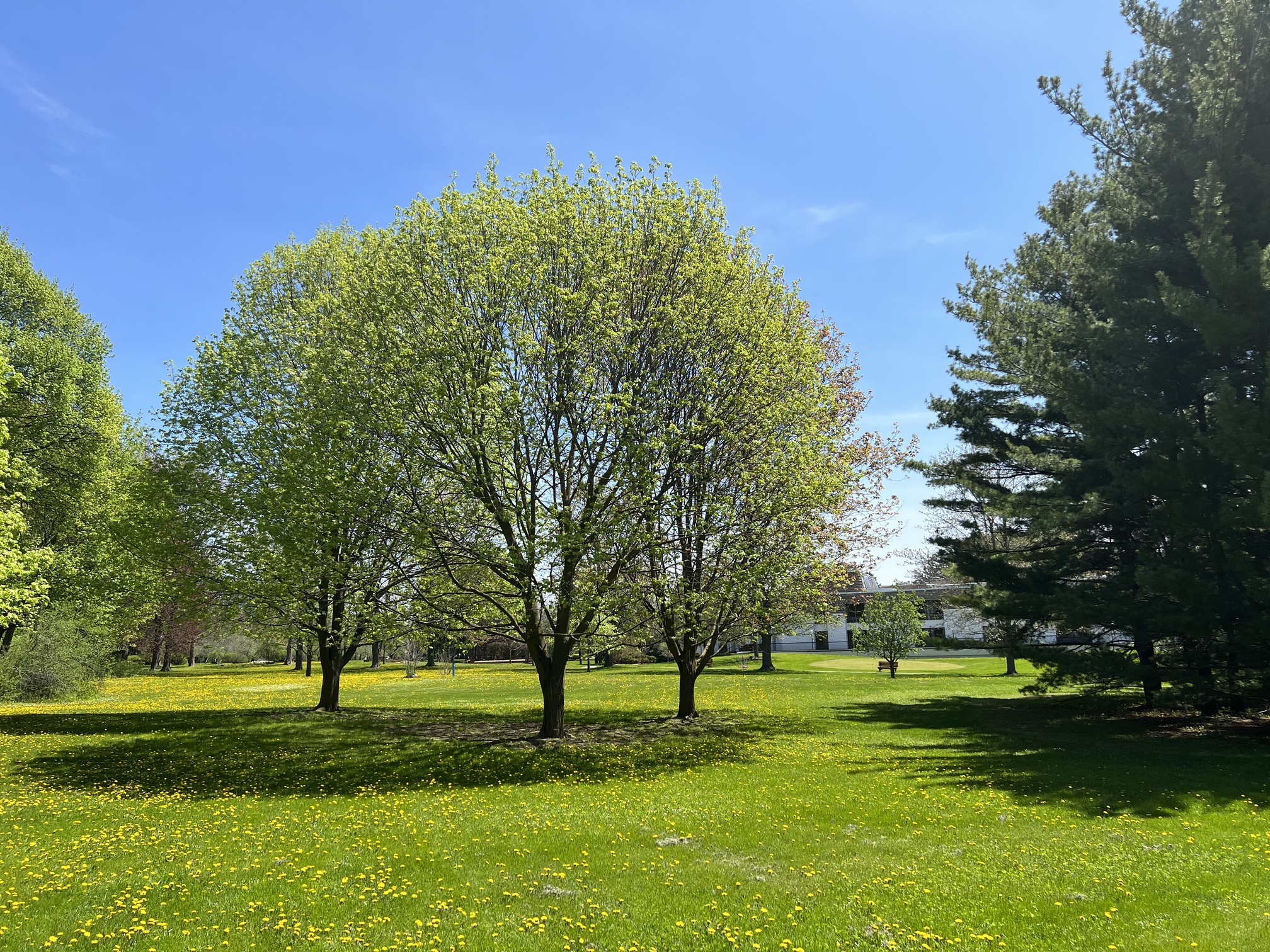 Image of the current greenspace. Image of the current greenspace.